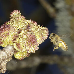 1: Biology – Plantings to help bees – your guide
