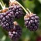 Boysenberries might benefit asthma sufferers